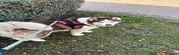 Utonagan dogs for sale: Zya the Alusky - Advert 1