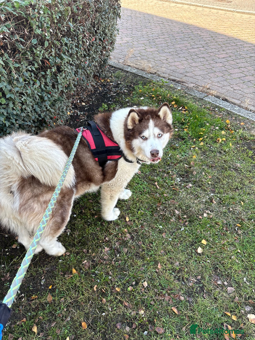 Utonagan dogs for sale: Zya the Alusky - Advert 1