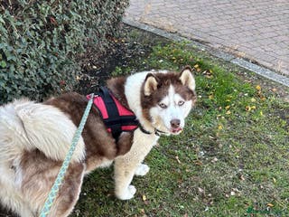 Utonagan dogs Zya the Alusky - Advert 13