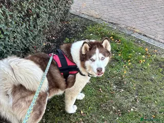 Utonagan dogs Zya the Alusky - Advert 1