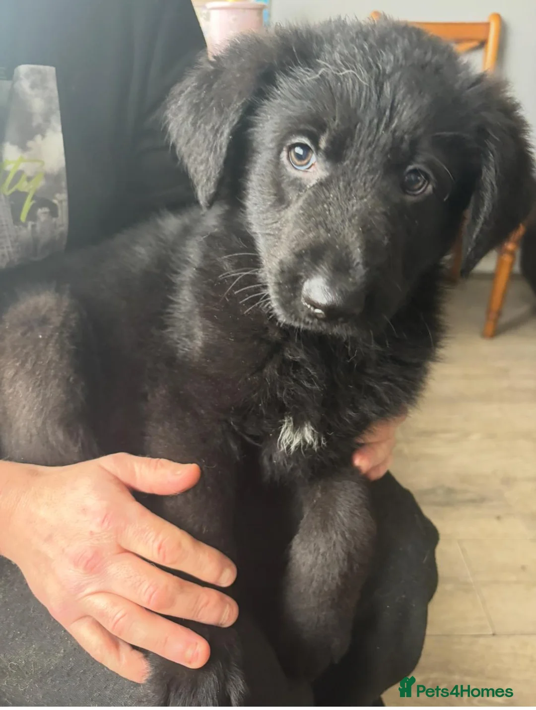 Mixed Breed dogs for sale: Intelligent & Loyal Shepadoodle Puppies - Advert 4