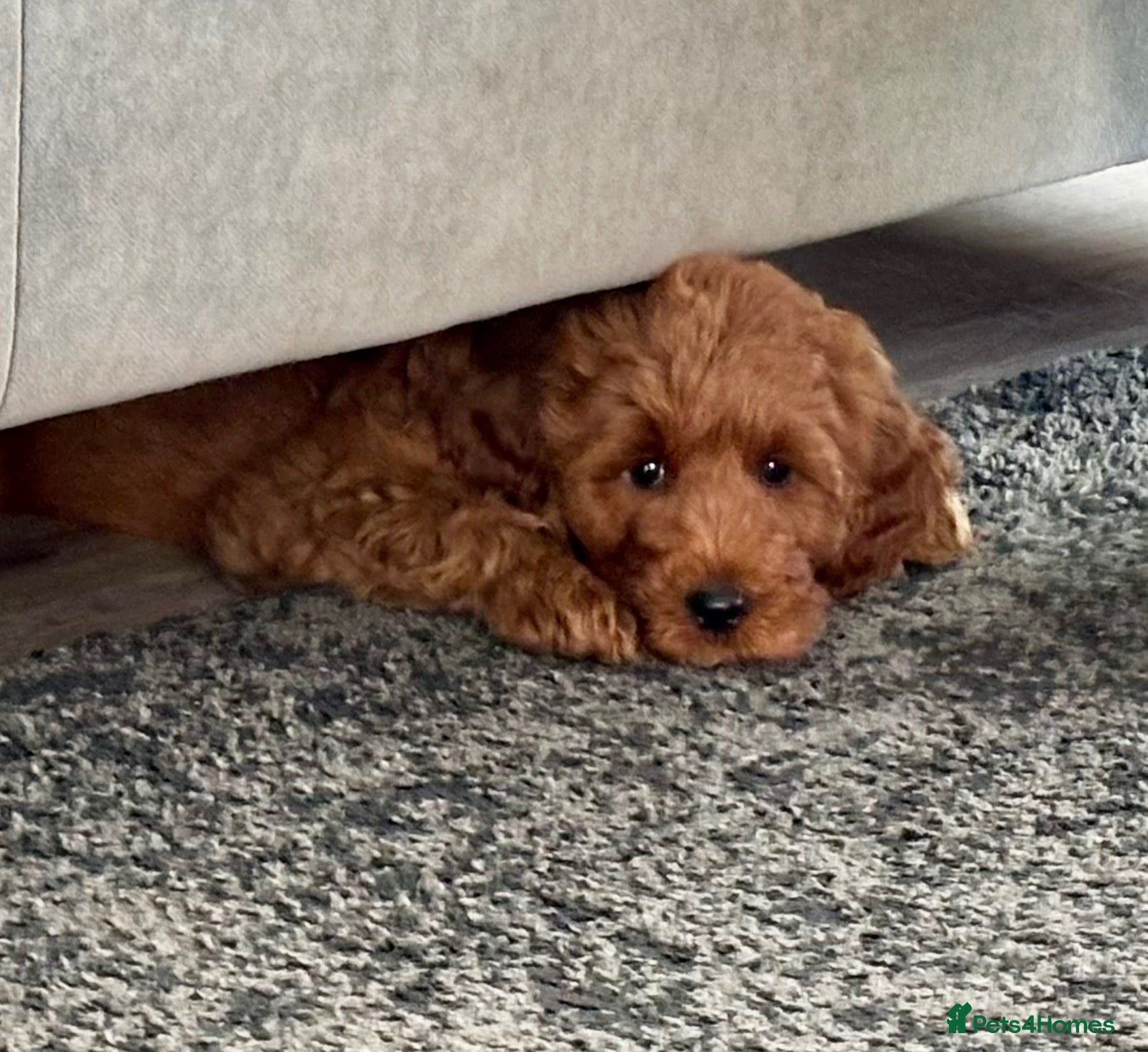 Australian Labradoodle dogs Australian Double Labradoodle mini 1 GIRL Ready  - Advert 1