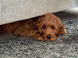 Australian Labradoodle dogs Australian Double Labradoodle mini 1 GIRL Ready - Advert 1