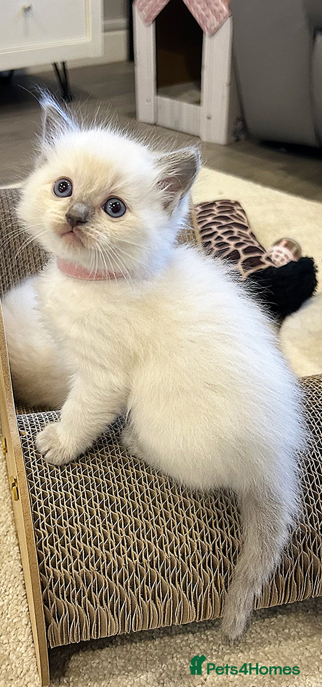 Ragdoll cats for sale: Gorgeous blue point ragdoll kittens (1F & 2M left) - Image 4