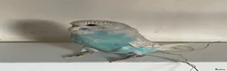 Budgerigars birds for sale: Tame baby budgies - Advert 19