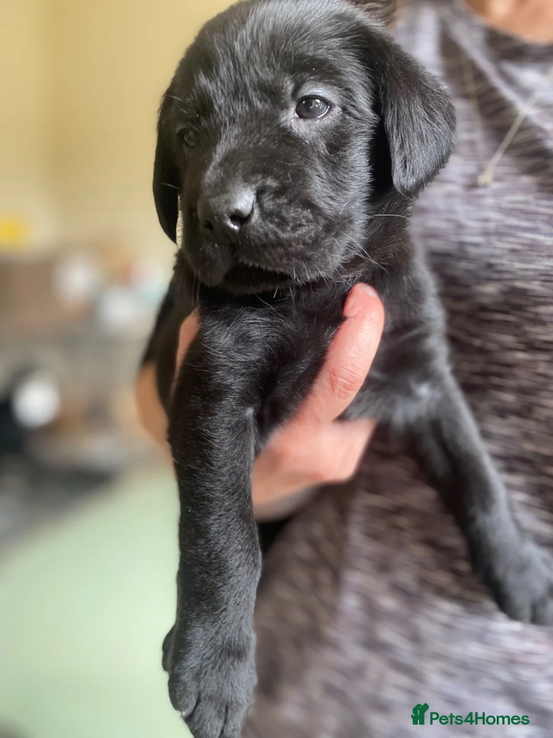 Mixed Breed dogs for sale: Labrador x flat coat retriever puppies for sale  in Bristol - Advert 1