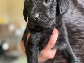 Mixed Breed dogs Labrador x flat coat retriever puppies for sale - Advert 2