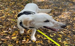 Mixed Breed dogs for adoption: Roo (Spaniel/Setter mix) - Image 9