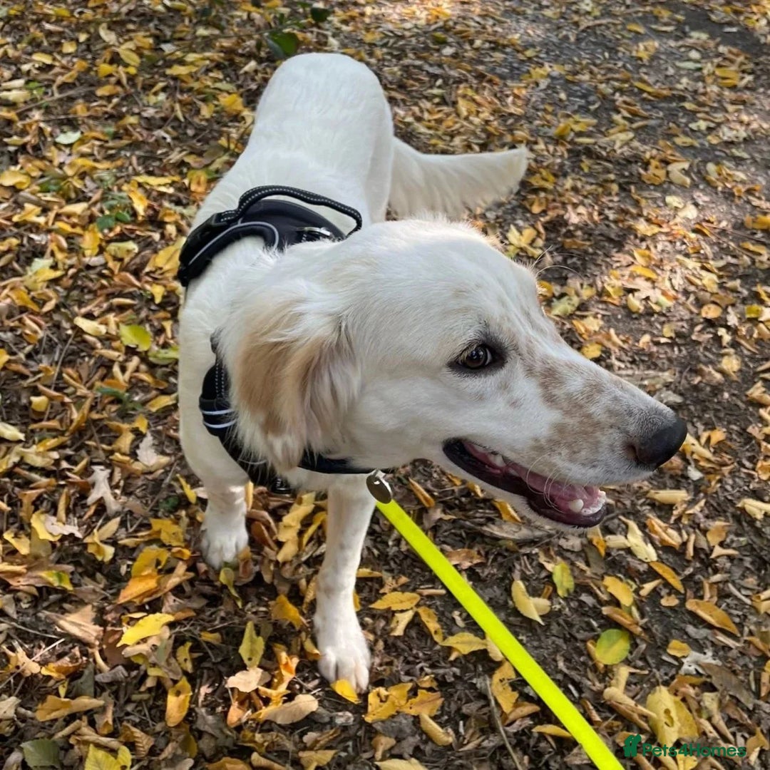 Mixed Breed dogs for adoption: Roo (Spaniel/Setter mix) - Image 9