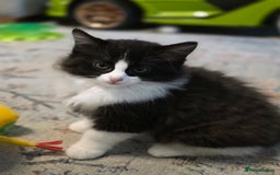 Ragdoll cats for sale: Beautiful Ragdoll x Norwegian forest cross kittens - Image 4