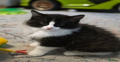 Ragdoll cats - Advert 5