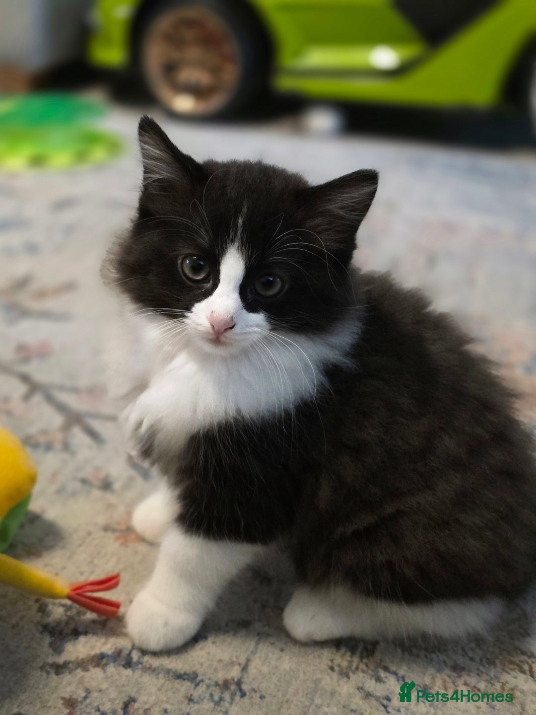 Ragdoll cats for sale: Beautiful Ragdoll x Norwegian forest cross kittens - Image 4