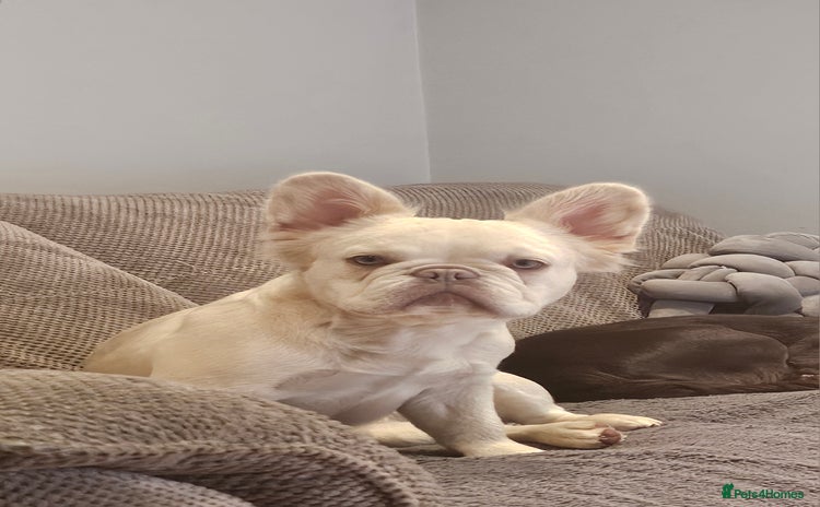 French Bulldog dogs - Advert 2