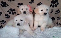 Golden Retriever dogs for sale: Kc, health tested, show type, golden retrievers. - Advert 21
