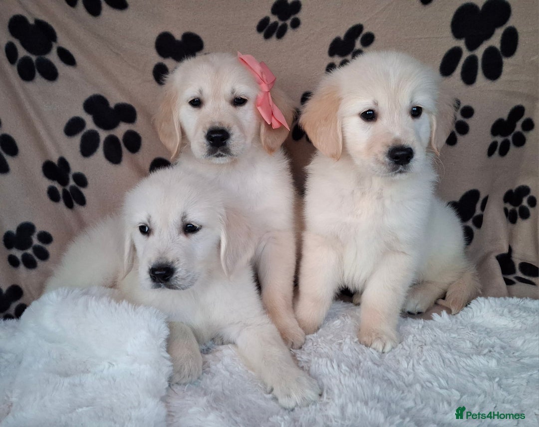 Golden Retriever dogs for sale: Kc, health tested, show type, golden retrievers. - Advert 21