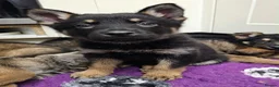 German Shepherd dogs for sale: KC Registered & Health Tested Working Line Puppies - Advert 24