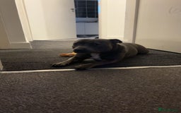 Staffordshire Bull Terrier dogs for sale: ✨ Blue Staffy Pups – Happy, Healthy & Loving!  - Image 5