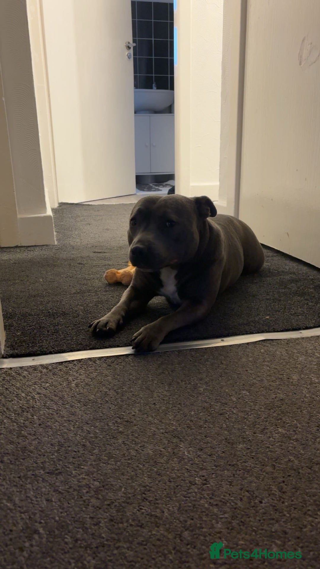 Staffordshire Bull Terrier dogs for sale: ✨ Blue Staffy Pups – Happy, Healthy & Loving!  - Image 5