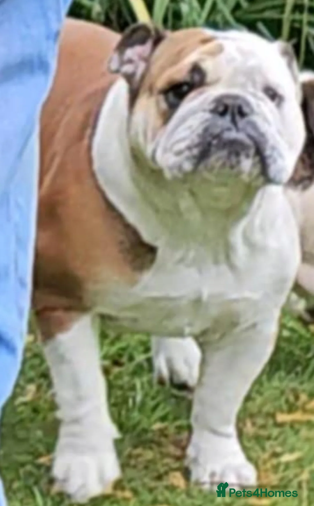 English Bulldog dogs for sale: For sale female Bulldog 2 years old  - Advert 2