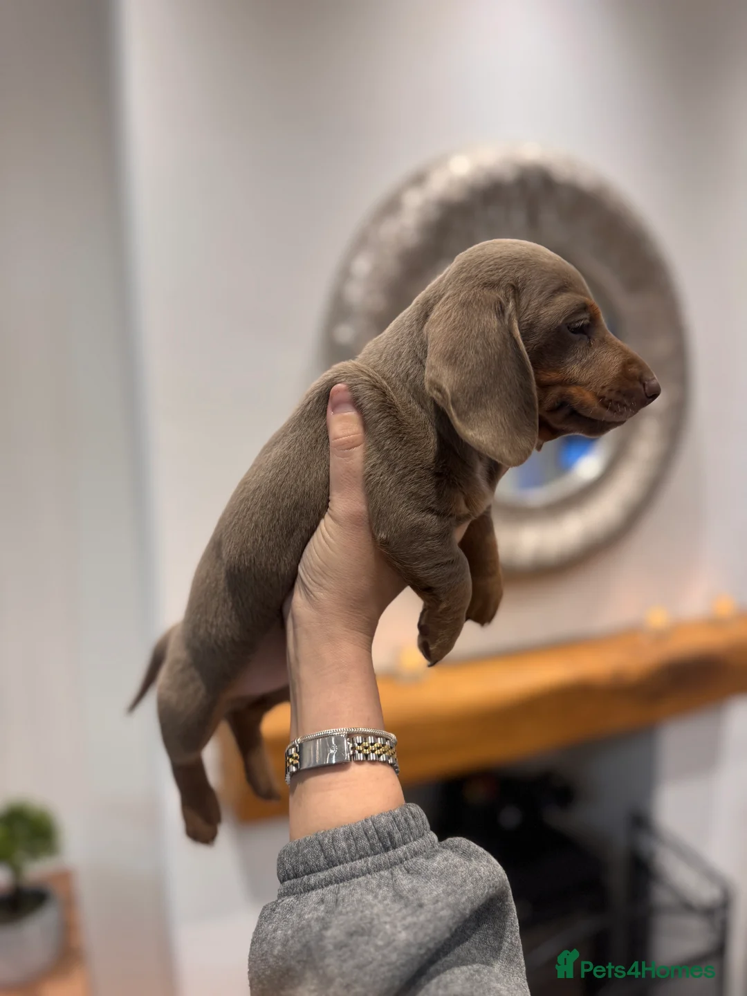 Miniature Dachshund dogs for sale: Miniature dachshund  - Advert 3