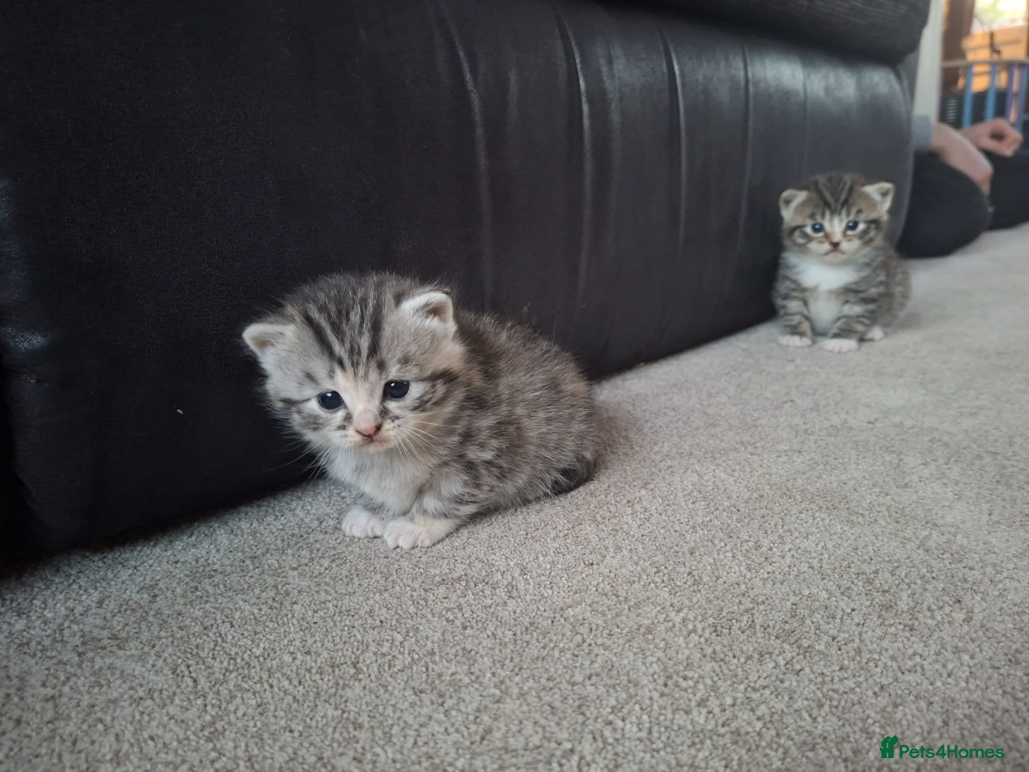 British Shorthair cats 5 Fluffy Tigers - Advert 2