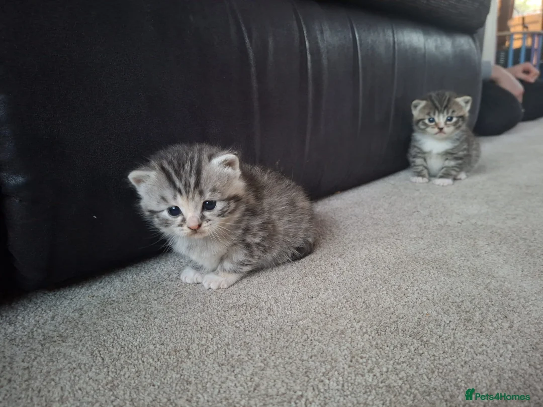 British Shorthair cats for sale: 5 Fluffy Tigers - Advert 2