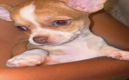 Chihuahua dogs for sale: 🌸🐶 Chihuhua Puppies 🐶🌸 - Image 3