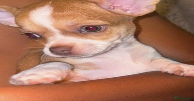 Chihuahua dogs - Advert 5