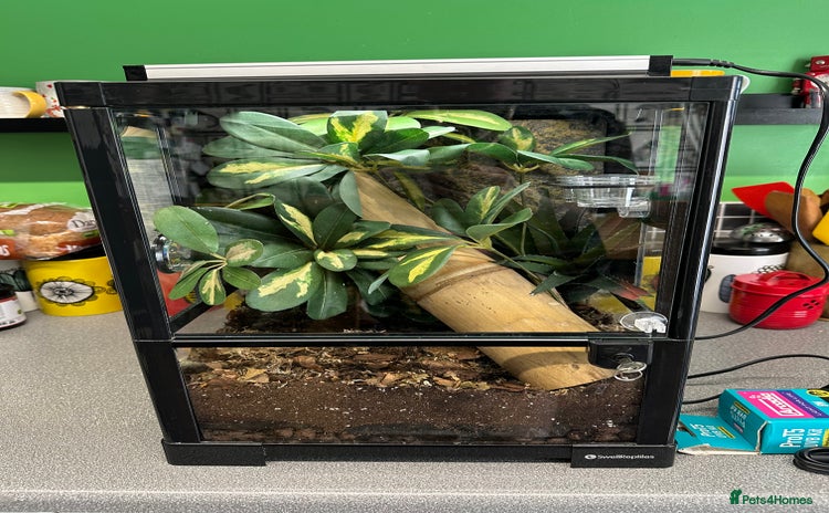 Gecko reptiles - Advert 7