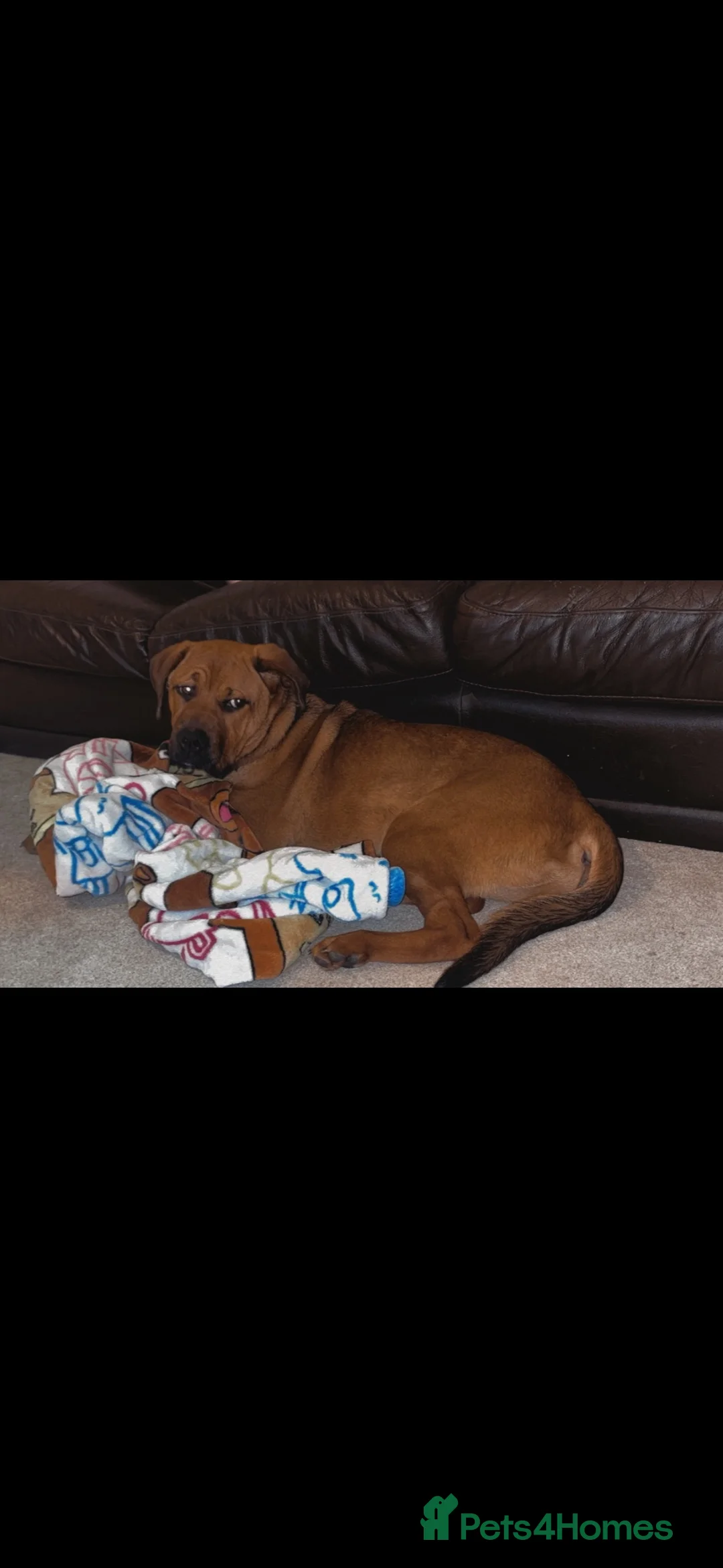 Mixed Breed dogs for sale: Amyra - Advert 2