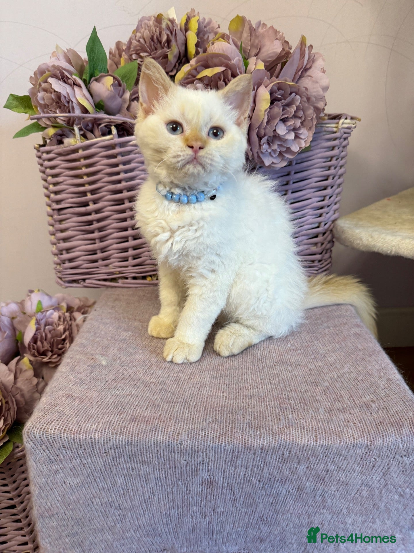 Selkirk Rex cats Selkirk Rex boy  - Advert 1