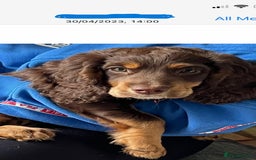 Cocker Spaniel dogs for stud: PROVEN KC REGISTERED Cocker Spaniel for Stud in Tadworth - Image 15