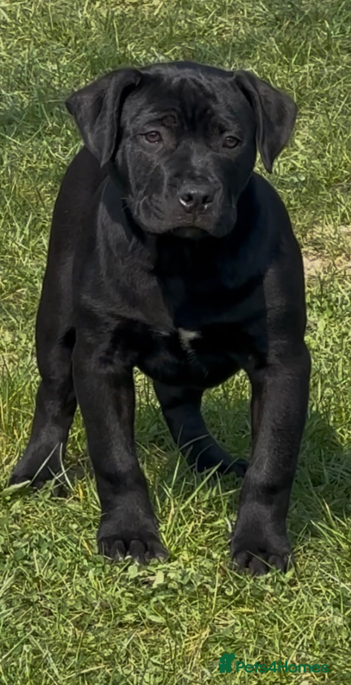 American Bully dogs Two standard American bully’s 11 months old  - Advert 4