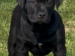 American Bully dogs Two standard American bully’s 11 months old - Advert 2