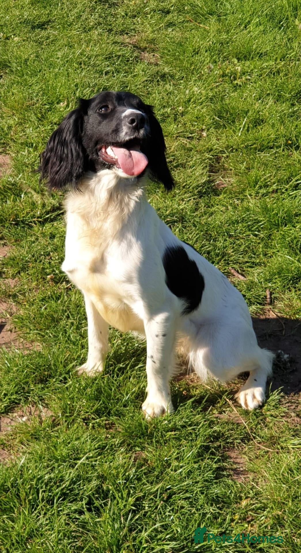 English Springer Spaniel dogs for sale: Springer spaniel puppies - Advert 13