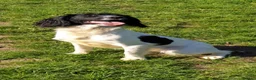 English Springer Spaniel dogs for sale: Springer spaniel puppies in Usk - Advert 1
