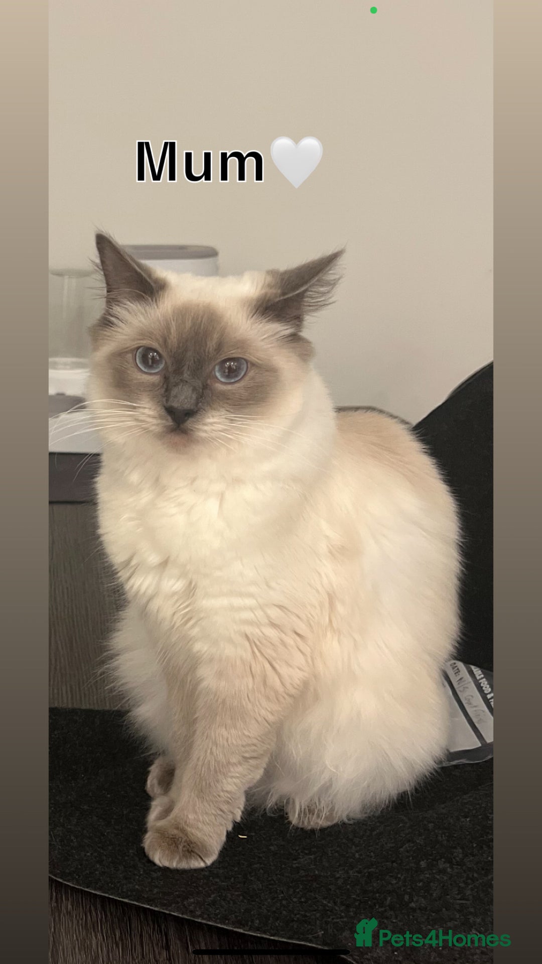 Ragdoll cats for sale: 💙Adorable Bluepoint Ragdoll Boy💙 - Image 2
