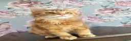 Maine Coon cats for sale: TICA Maine Coon Kittens - Advert 20