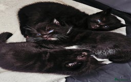 Domestic Shorthair cats for sale: 2 MALE 1 FEMALE  - Image 3