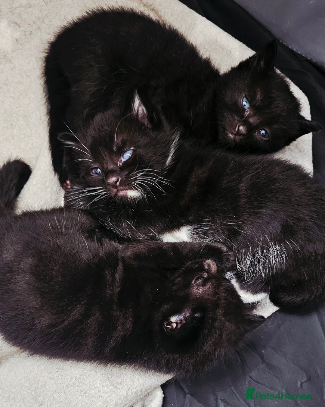 Domestic Shorthair cats for sale: 2 MALE 1 FEMALE  - Image 3