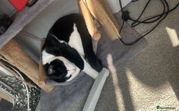 Domestic Shorthair cats for sale: 2 year old male cat - Image 5
