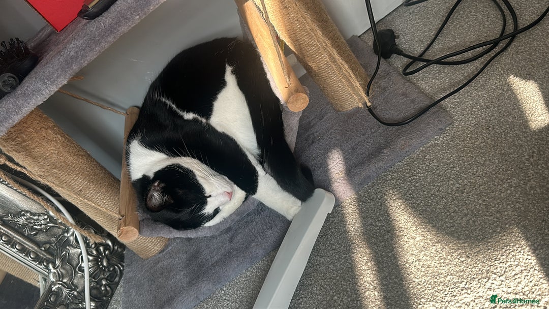 Domestic Shorthair cats for sale: 2 year old male cat - Image 5