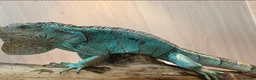 Iguana reptiles for sale: Blue iguana female - Advert 6