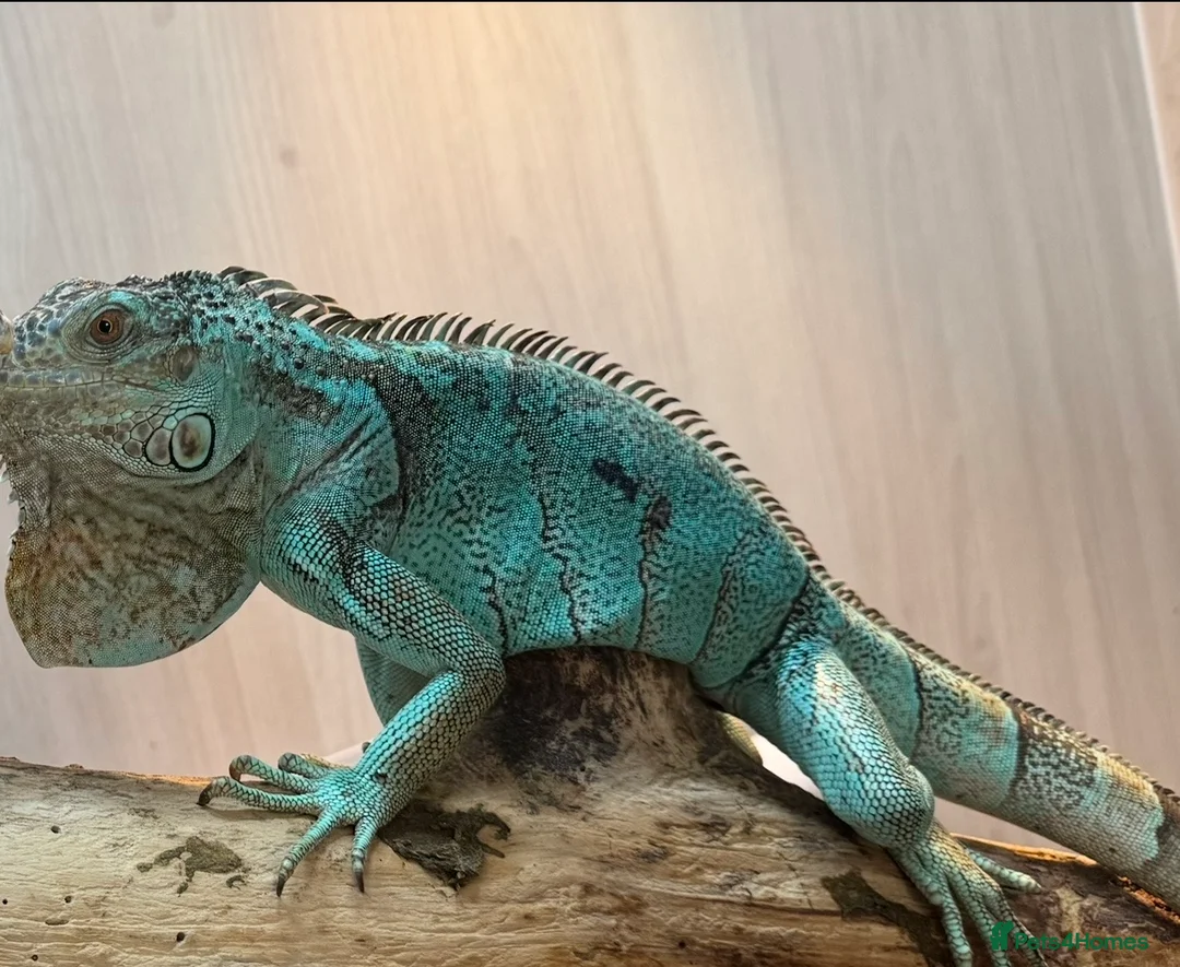 Iguana reptiles for sale: Blue iguana female - Advert 6
