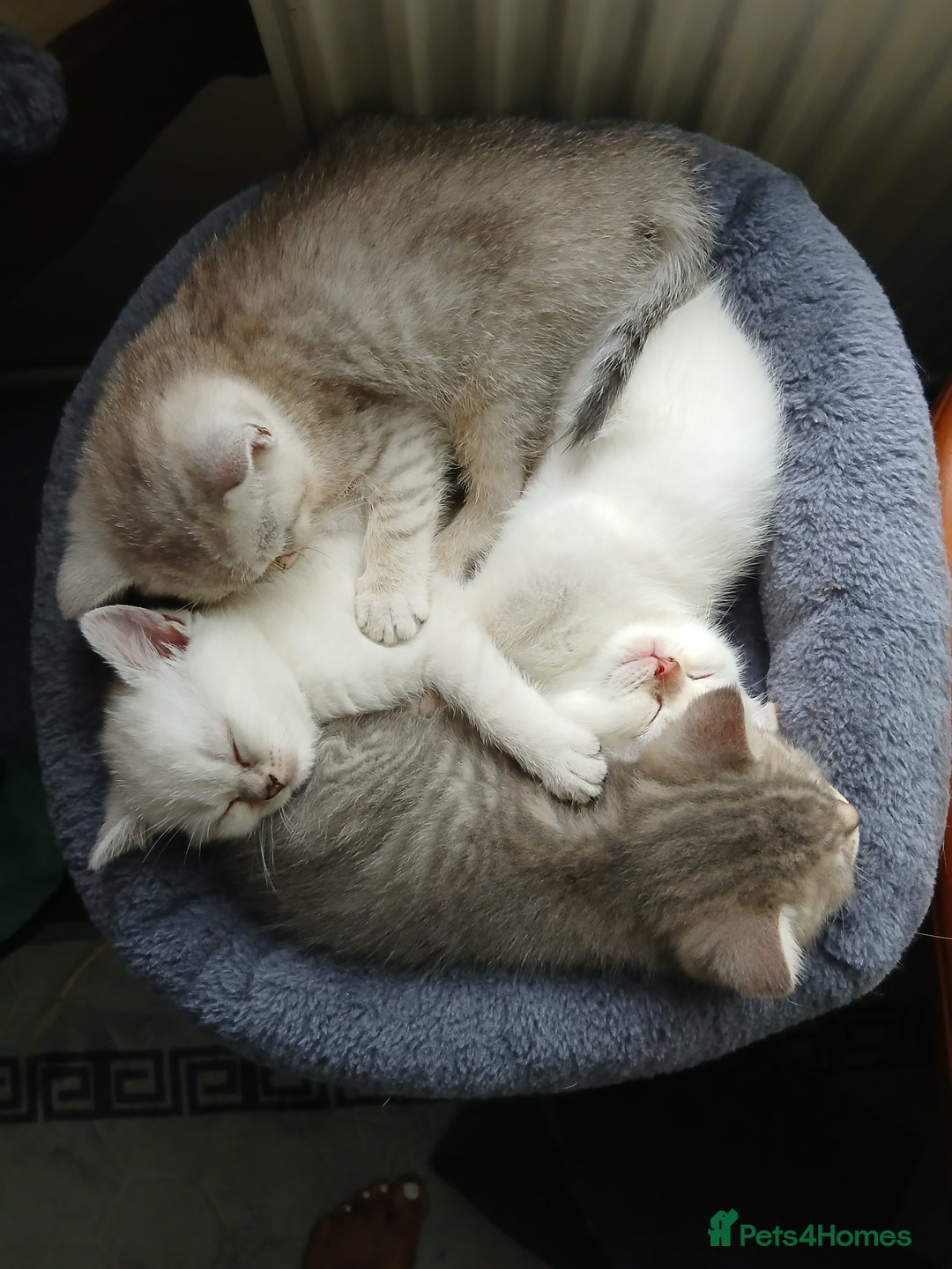 British Shorthair cats for sale: British shorthair - Image 7