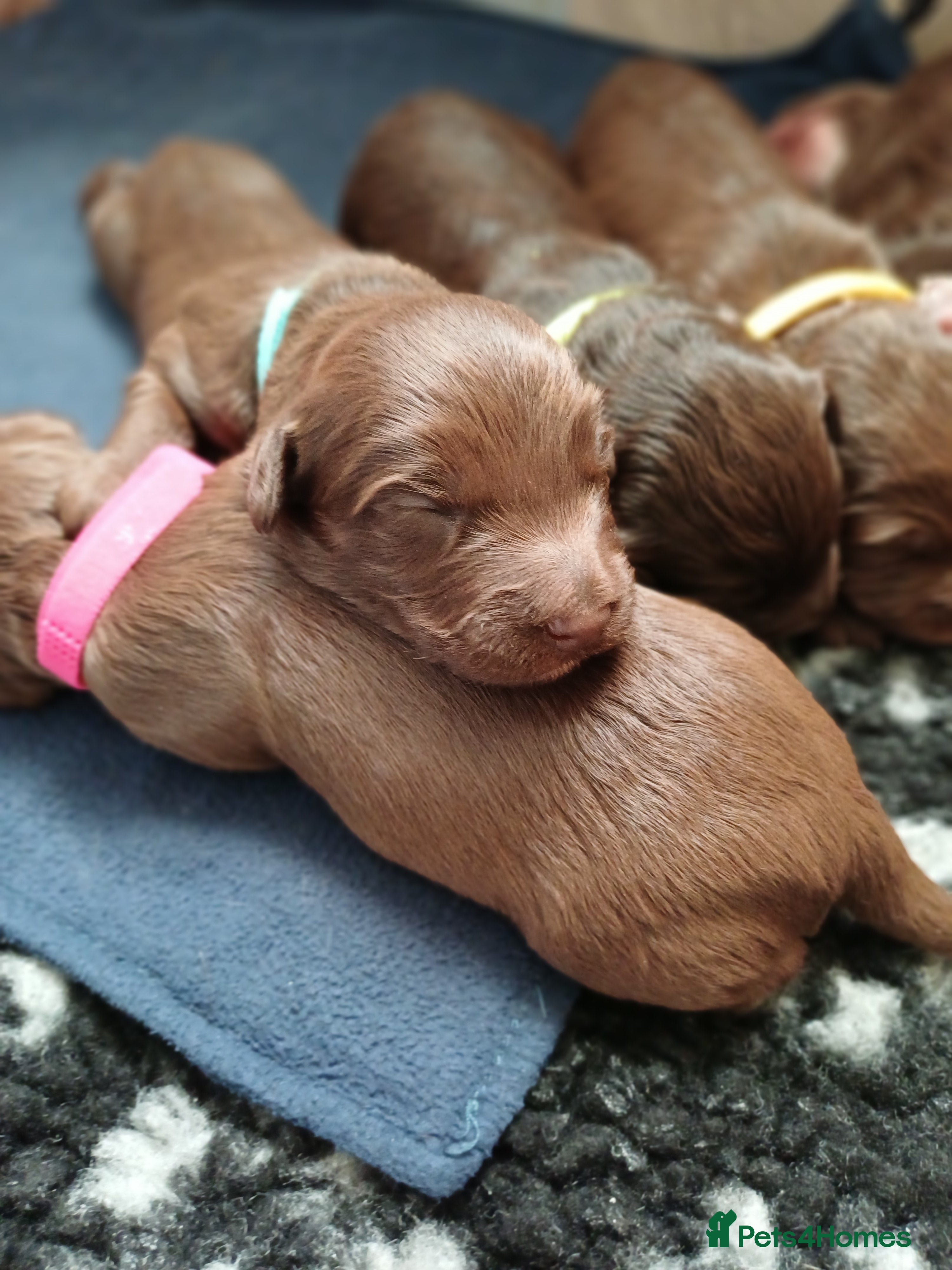 Mixed Breed dogs Cockapoo puppies  3 boys left  - Advert 12