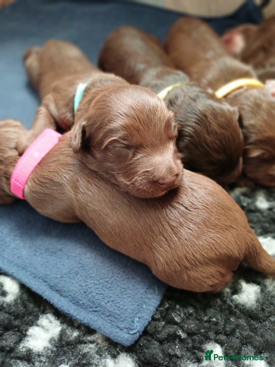 Mixed Breed dogs for sale: Cockapoo puppies  - Advert 2