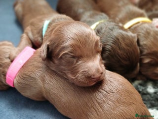 Mixed Breed dogs Cockapoo puppies - Advert 15