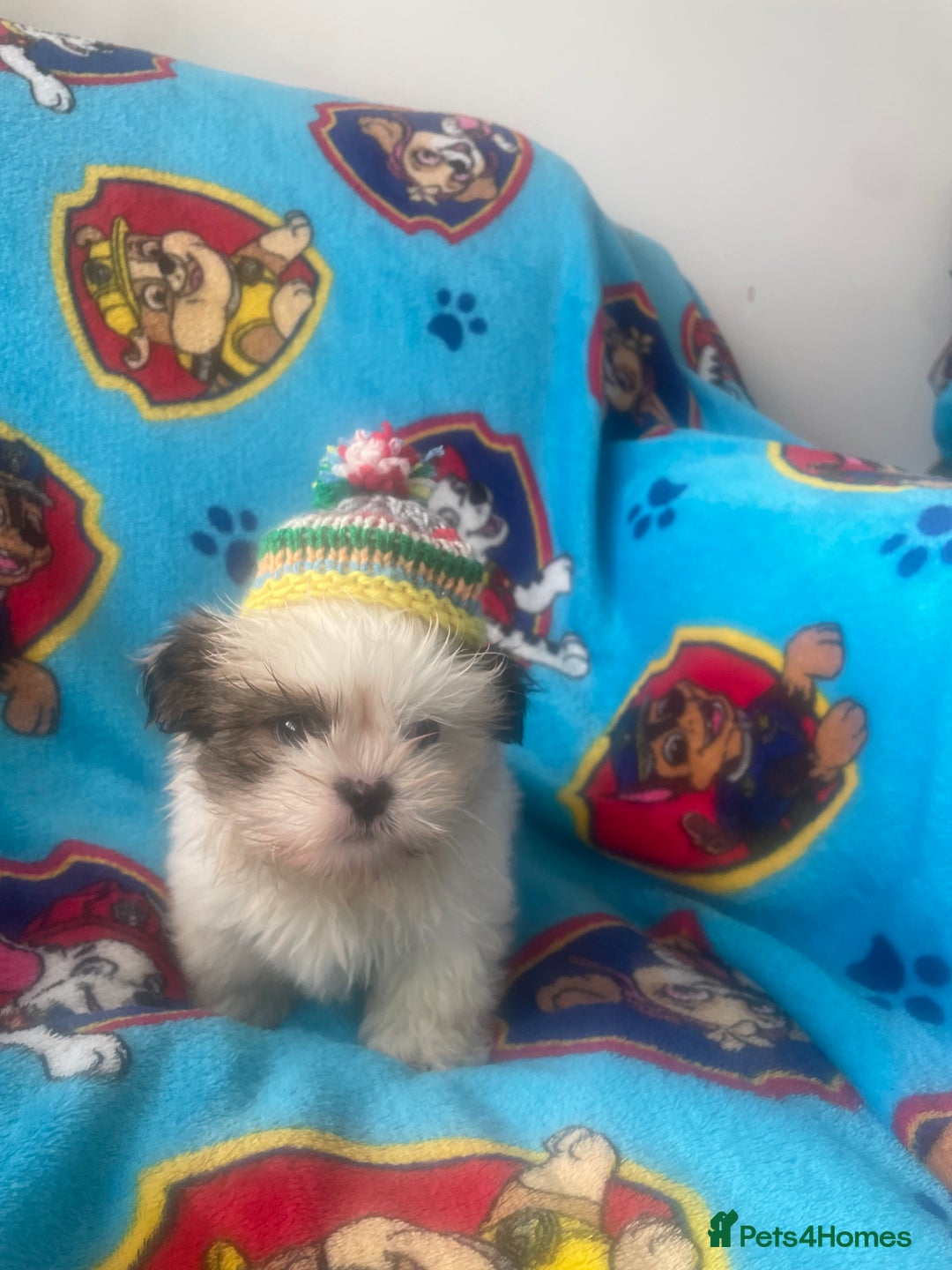 Lhasa Apso dogs for sale: 🩷💙2 lovely Lhasa apso puppies  - Advert 5