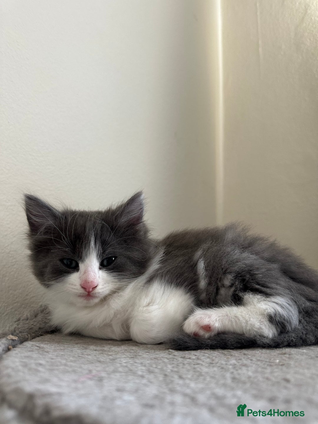 Ragdoll cats for sale: Reserved - Image 10